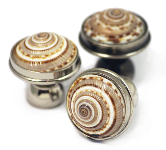 Sundial Shell Cabinet Knob